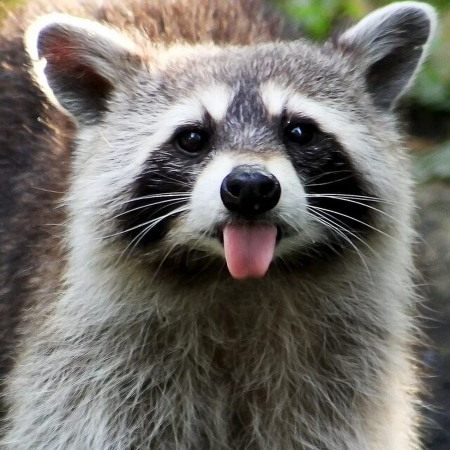 Пополнение на ферме