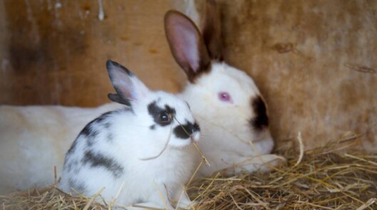 Собственная ферма