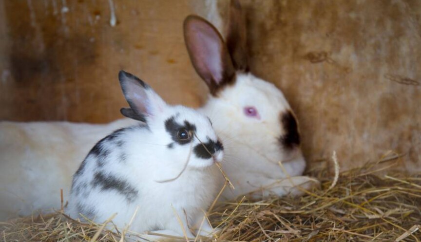 Собственная ферма